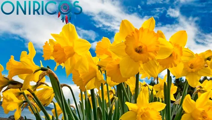 Dreaming about yellow flowers