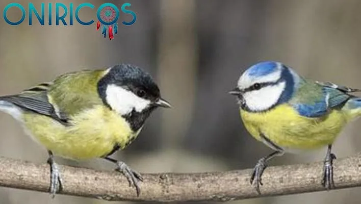 Dreaming about birds