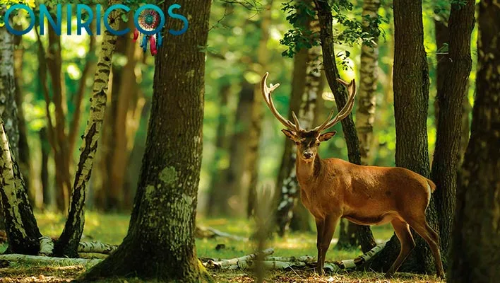 meaning of dreaming about a forest with animals