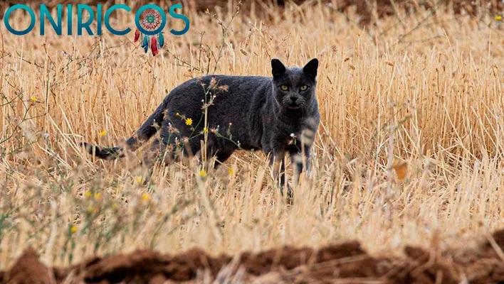 meaning of dreaming about large cats