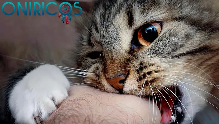 meaning of dreaming about cats that bite