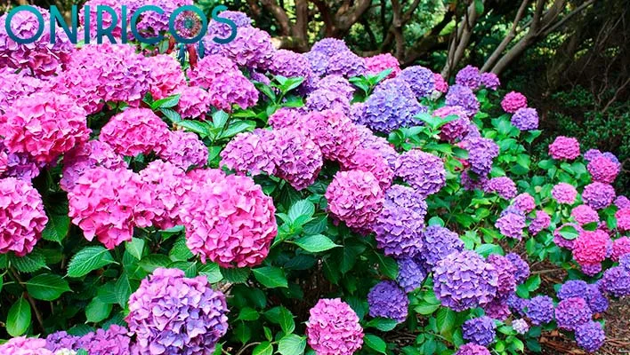 meaning of dreaming about hydrangeas