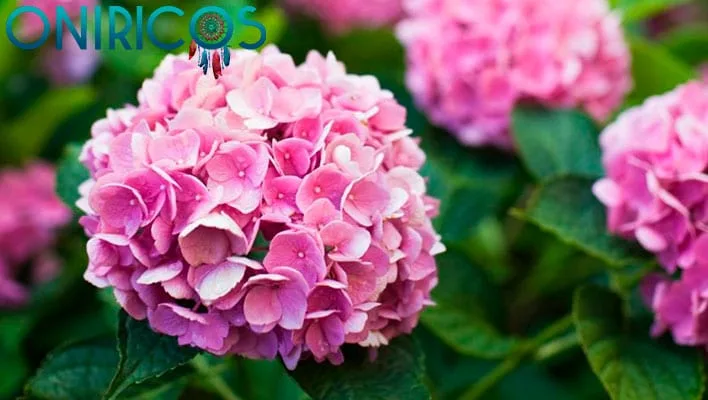 meaning of dreaming about many hydrangeas