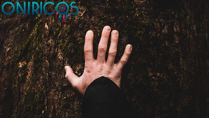 significado de Soñar que tocas un arbol
