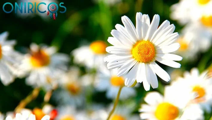 meaning of dreaming about flowers