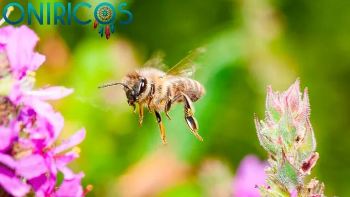 dreaming about flying bees - oneiromancy