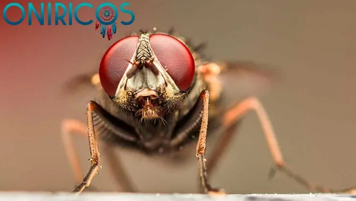 dreaming about shooing away flies - oneiromancy