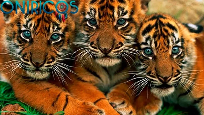 dreaming about tiger cubs - oneiromancy
