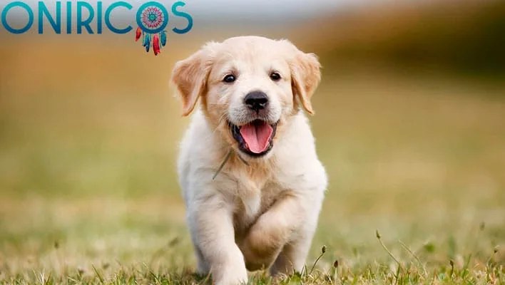 soñar con cachorros - oniromancia