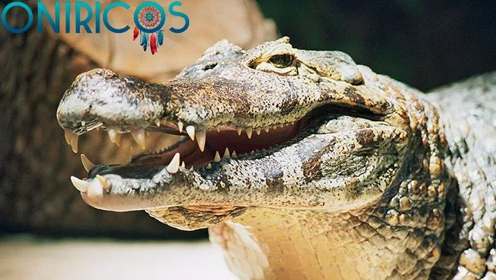 soñar con caimán - oniromancia