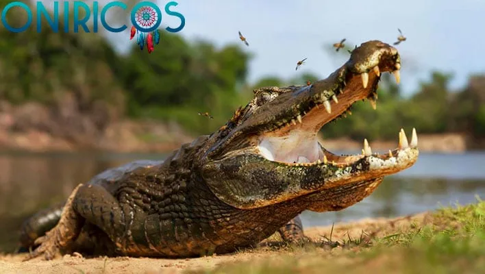 soñar con caimanes - oniromancia