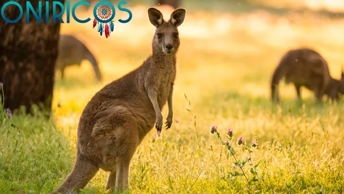 dreaming about a kangaroo - oneiromancy