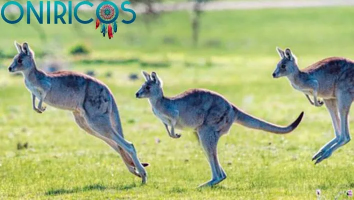 dreaming about kangaroos - oneiromancy