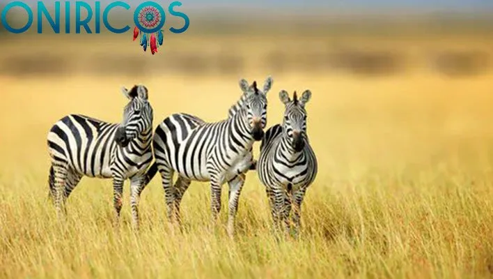 dreaming about a zebra - oneiromancy