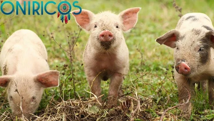 soñar con cerdos cerditos - oniromancia