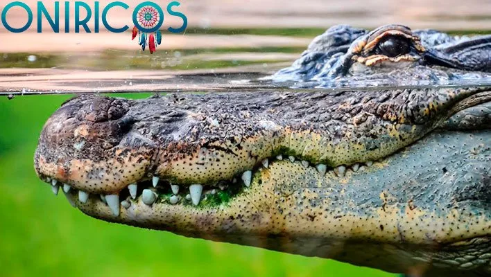 soñar con cocodrilos - oniromancia