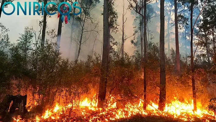 dreaming about fire in the forest