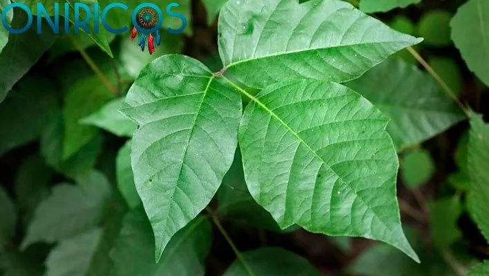 soñar con hiedra venenosa - oniromancia