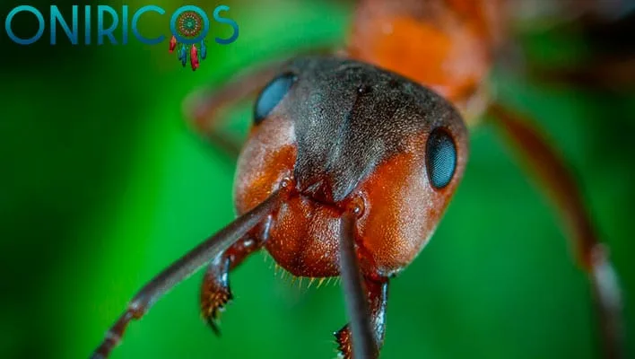 śnić o mrówkach w łóżku - onirologia