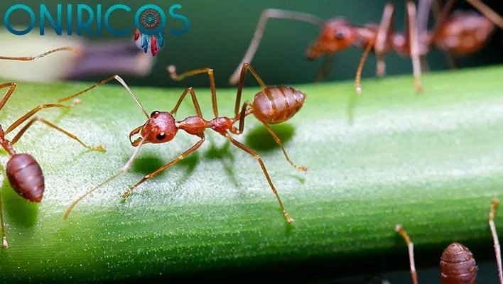 śnić o gryzących mrówkach - onirologia