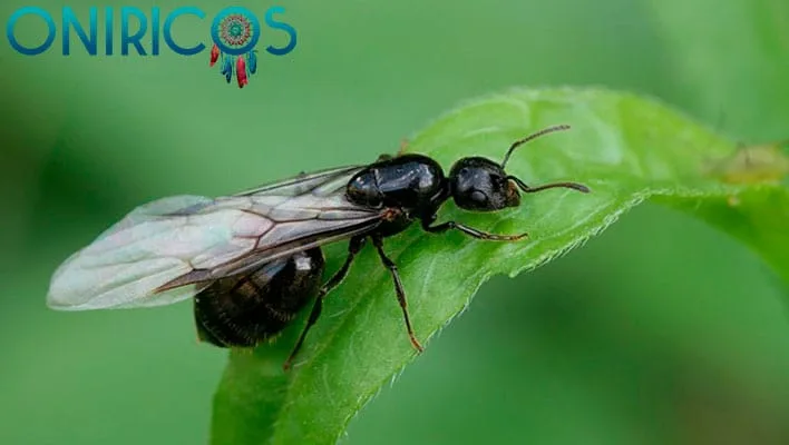 śnić o latających mrówkach - onirologia