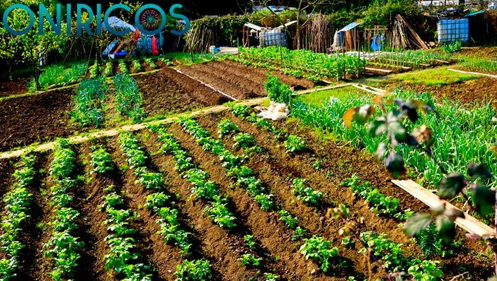 śnić o ogrodzie warzywnym - oniromancja