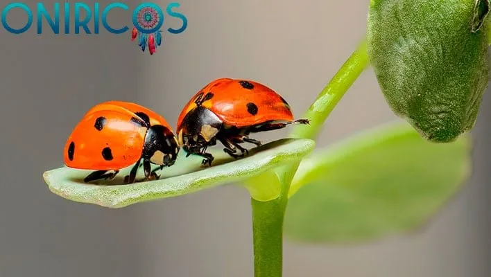 soñar con insectos como mariquitas - oniromancia