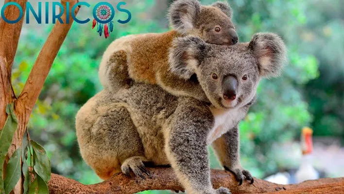 dreaming about koalas - oneiromancy