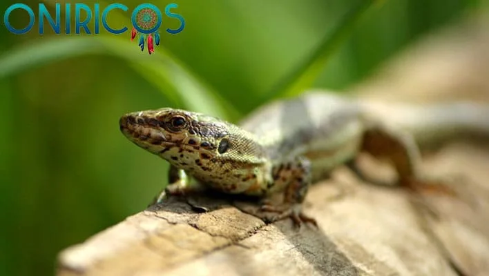soñar con lagartijas y lagartos - oniromancia.jpg
