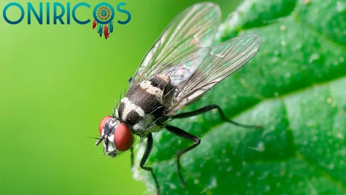 dreaming about flies in your mouth - oneiromancy