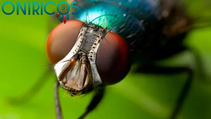 dreaming about flies - oneiromancy