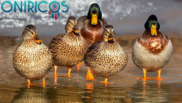 dreaming about ducks - oniricos