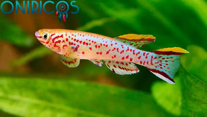 śnić o rybach - onirologia
