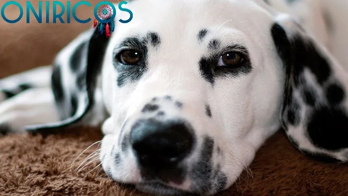 soñar con perro dálmata - oniromancia