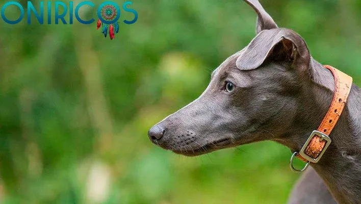 soñar con perro de caza - oniromancia