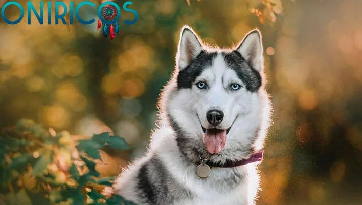 soñar con perros - oniromancia