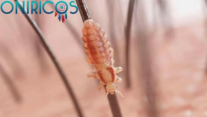 soñar con piojos - oniromancia