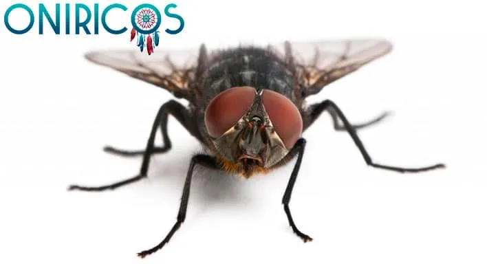 dreaming about a plague of flies - oneiromancy