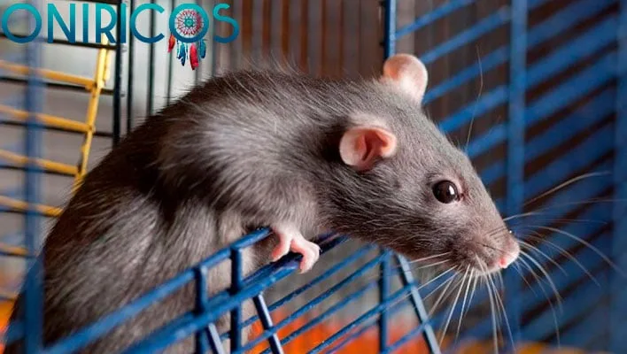 dreaming about caged rats - oneiromancy