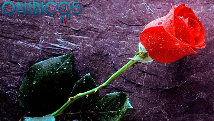 śnić o czerwonych różach z kolcami - oniromancja