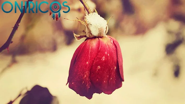 śnić o zwiędłych czerwonych różach - oniromancja
