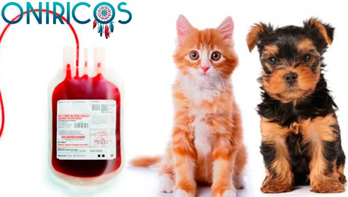 dreaming about animal blood - oneiromancy