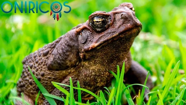 soñar con sapos - oniromancia
