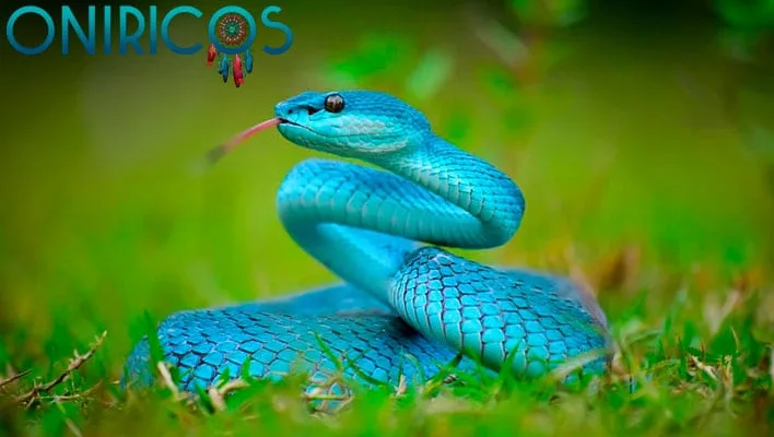 soñar con serpientes - oníricos