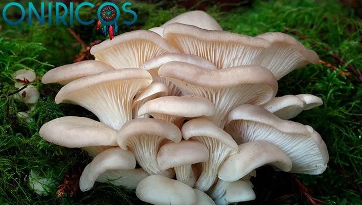 dreaming about mushrooms - oniricos