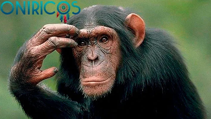 soñar con simios - oniromancia