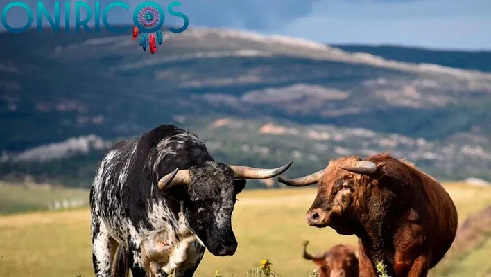 dreaming about a bull - oneiromancy