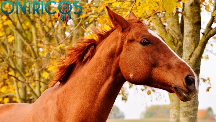 dreaming about a horse - oneiromancy