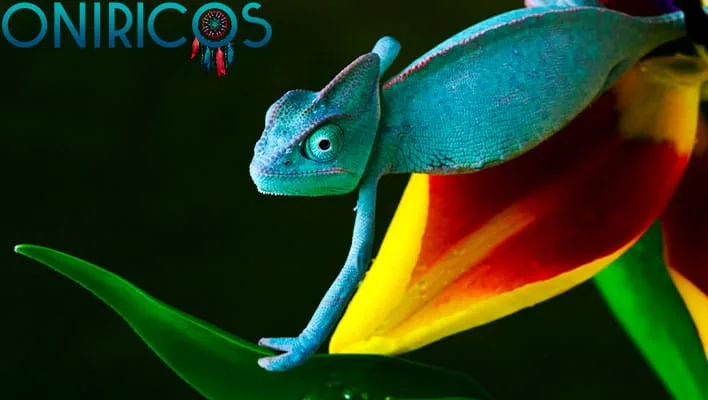 dreaming about a chameleon - oneiromancy