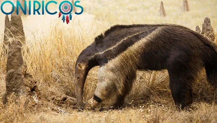 soñar con un oso hormiguero - oniromancia